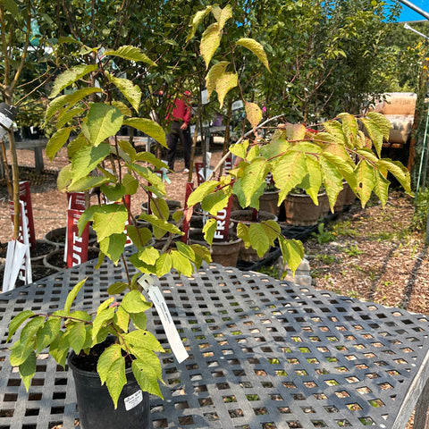 Plum, American Wild (1 gallon size)