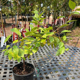 Cherry, Evans (1-gallon)
