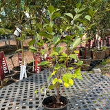 Cherry, d'Artangnan (Sour Cherry) - 1-gallon