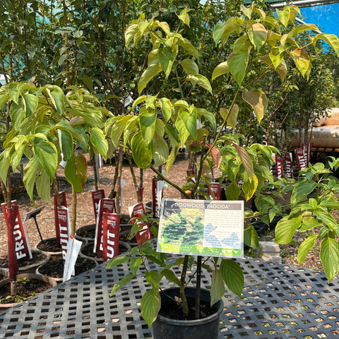 Dogwood, Pagoda (2-gallon)