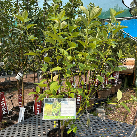 Dogwood, Bud's Yellow (2-gallon)