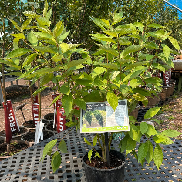 Dogwood, Little Rebel (2-gallon)