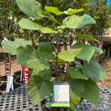 Catalpa, Northern (2-gallon)