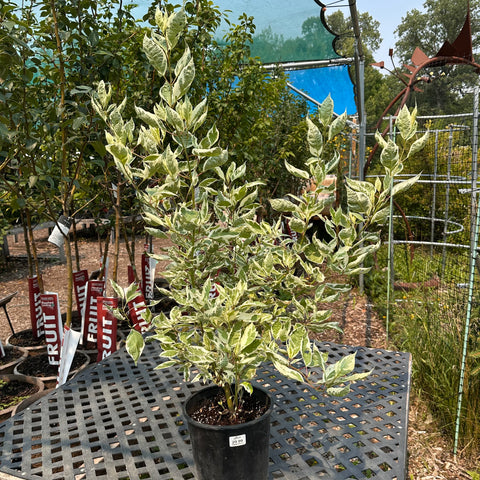 Dogwood, Silver Charm (2-gallon)