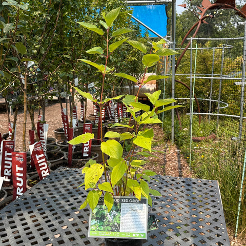 Dogwood, Red Osier (1-gallon)
