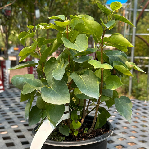 Lilac 'Prairie Petite' (1-gallon)
