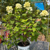 Hydrangea 'Fire Light' (3-gallon)