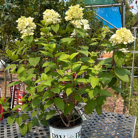 Hydrangea 'Fire Light' (3-gallon)