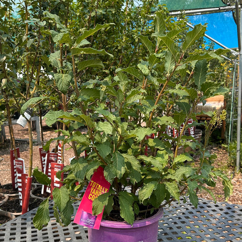 Lilac 'Pinktini' (5-gallon)