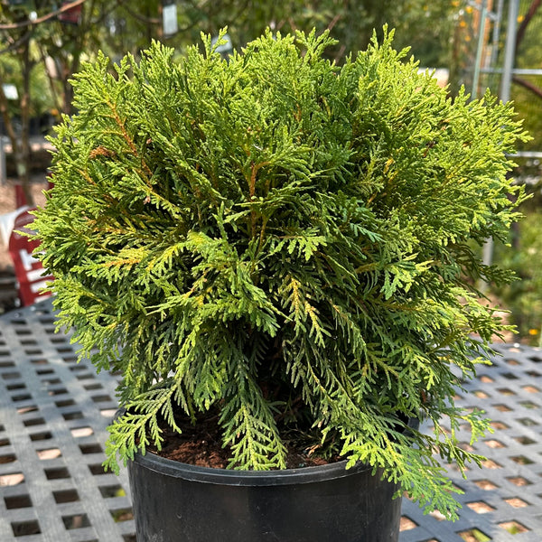 Cedar, Danica (2-gallon)