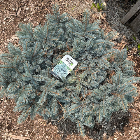 Spruce 'Globe Blue'