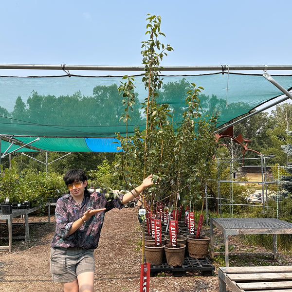 Pear, Early Gold - 5-6 ft.