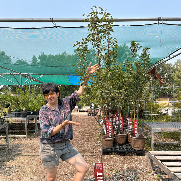 Pear, Beedle Cold Hardy - 5-7 ft