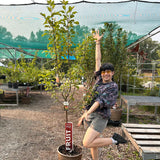 Crabapple, Tinkerbelle (Edible) - 5-6 ft