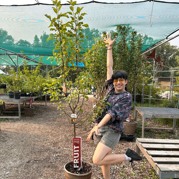 Crabapple, Tinkerbelle (Edible) - 5-6 ft