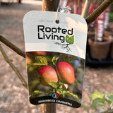 Crabapple, Tinkerbelle (Edible) - 5-6 ft