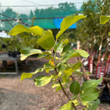 Crabapple, Tinkerbelle (Edible) - 5-6 ft