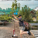 Crabapple, Kerr (Edible) - 5-6 ft.