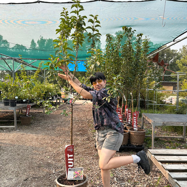 Crabapple, Kerr (Edible) - 5-6 ft.