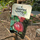 Crabapple, Kerr (Edible) - 5-6 ft.