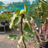 Crabapple, Kerr (Edible) - 5-6 ft.