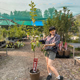 Apple, Dwarf Parkland- 5-6 ft