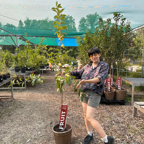 Apple, Dwarf Parkland- 5-6 ft