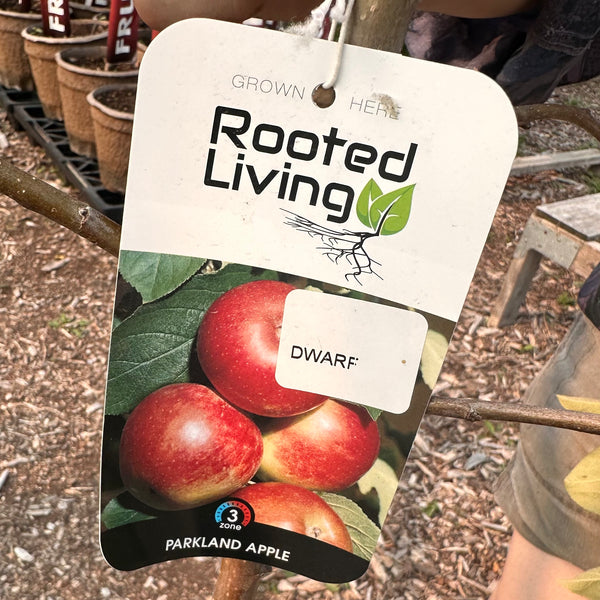 Apple, Dwarf Parkland- 5-6 ft