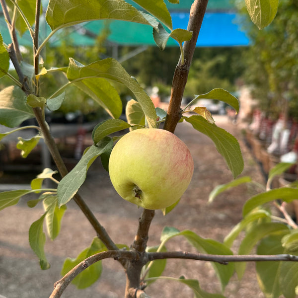 Apple, Dwarf Parkland- 5-6 ft