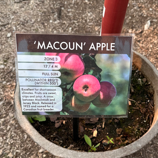 Apple, Macoun - 7 ft