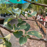 Apple, Macoun - 7 ft