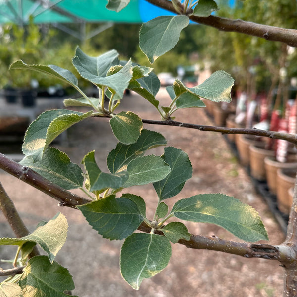 Apple, Macoun - 7 ft