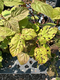 Kiwi Vine - Female - 1-gallon