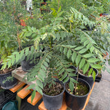Live Plant - Curry Leaf 'Patel's Select'