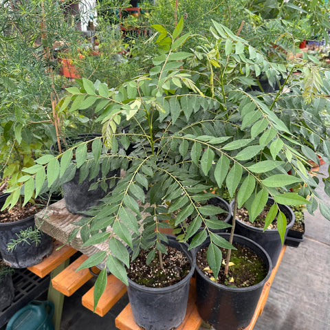 Live Plant - Curry Leaf 'Patel's Select'