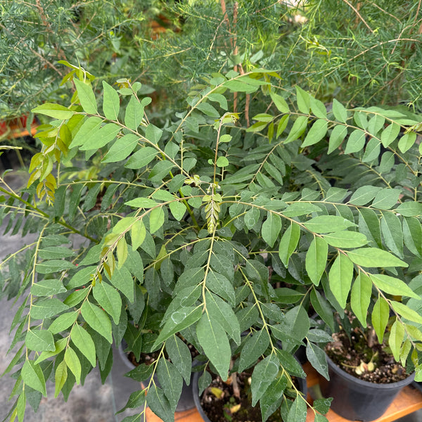 Live Plant - Curry Leaf 'Patel's Select'