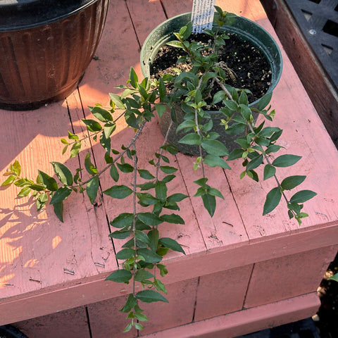 Live Plant - Barbados Cherry, Florida Pink Dwarf (Malpighia punicifolia)