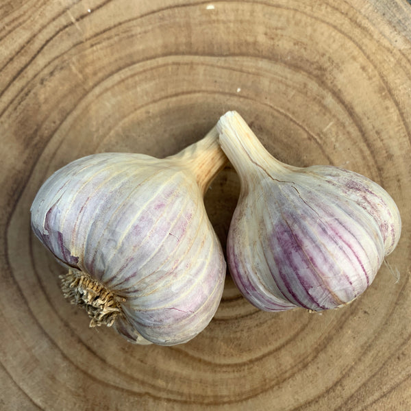 Bulbs - Garlic, French Rocambole OG - PREORDER