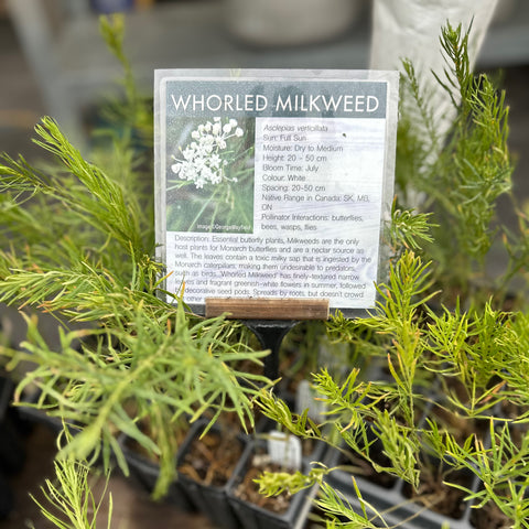Whorled Milkweed - Set of 5 in root developer pots