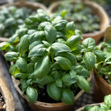 Workshop - Setting up a PRODUCTIVE indoor greens or herb garden (January 6 - 1 pm)