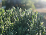 Propagating & Growing Lavender in Zone 3 - February 28, 2026 - 3:30 pm