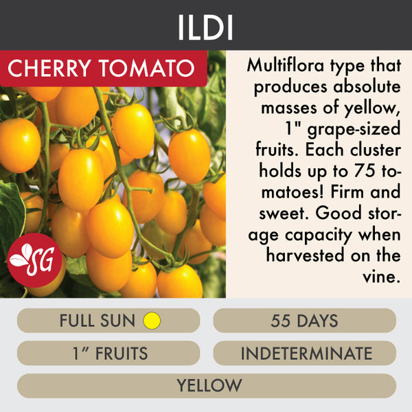 Ildi - Tomato Plant Pre-Order 2026