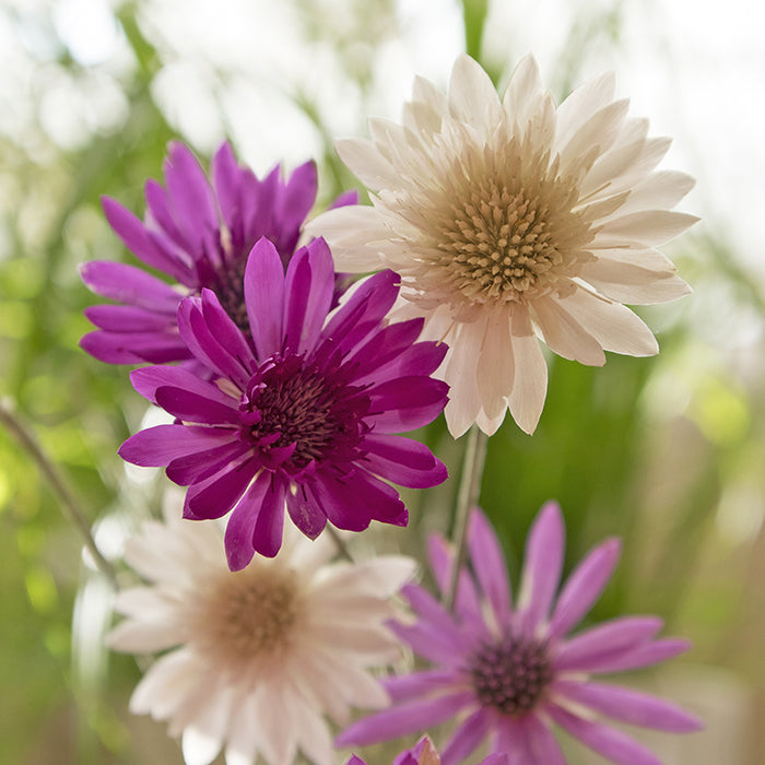 immortelle flower seeds Immortelle 'Mixed Colors' (Organically Grown Seeds)