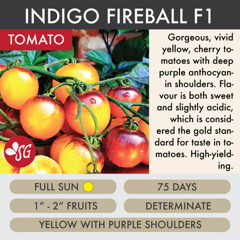 Indigo Fireball - Tomato Plant Pre-Order 2026