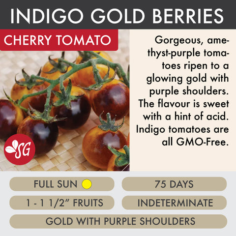 Indigo Gold Berries - Tomato Plant Pre-Order 2026