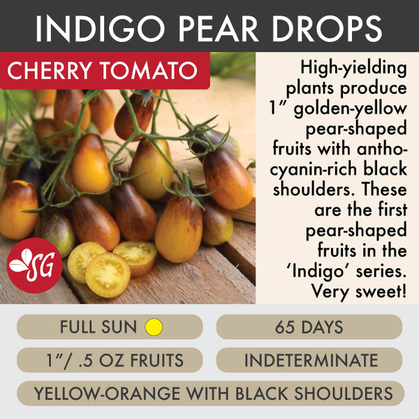 Indigo Pear Drops - Tomato Plant Pre-Order 2026