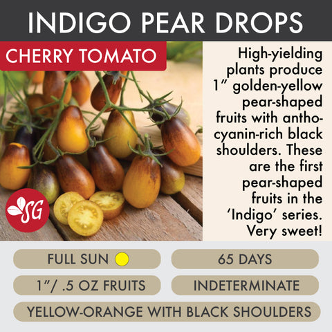Indigo Pear Drops - Tomato Plant Pre-Order 2026