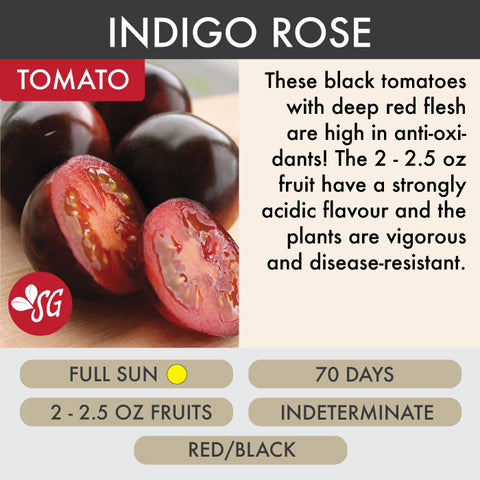 Indigo Rose - Tomato Plant Pre-Order 2026