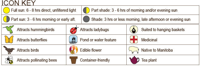Raspberry, 'Double Delight' - 1-gallon ORCHARD PREORDER FOR LATE MAY 2 ...