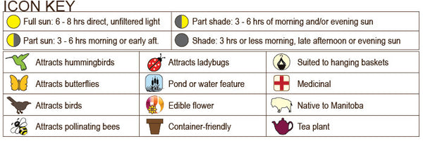 Blueberry, 'Northblue'  - 1-gallon ORCHARD PREORDER FOR LATE MAY 2024